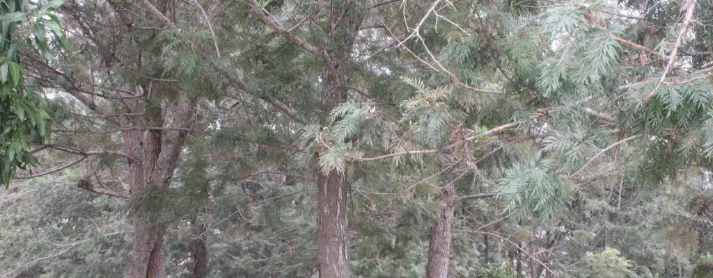 Natural Green Forest Close to Kazo District Headquarters